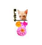 猫とお花の日常使えるスタンプ（個別スタンプ：8）