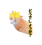 猫とお花の日常使えるスタンプ（個別スタンプ：10）
