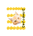 猫とお花の日常使えるスタンプ（個別スタンプ：11）