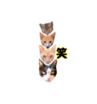 猫とお花の日常使えるスタンプ（個別スタンプ：13）