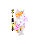猫とお花の日常使えるスタンプ（個別スタンプ：14）