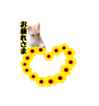 猫とお花の日常使えるスタンプ（個別スタンプ：15）