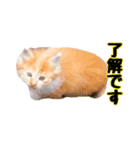 猫とお花の日常使えるスタンプ（個別スタンプ：16）