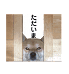 竜愛くんスタンプ（個別スタンプ：16）
