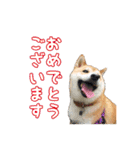 柴犬ゆずの毎日使えるスタンプ（個別スタンプ：1）