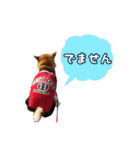 柴犬ゆずの毎日使えるスタンプ（個別スタンプ：4）
