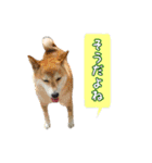 柴犬ゆずの毎日使えるスタンプ（個別スタンプ：5）
