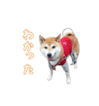 柴犬ゆずの毎日使えるスタンプ（個別スタンプ：6）