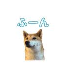 柴犬ゆずの毎日使えるスタンプ（個別スタンプ：7）