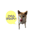 柴犬ゆずの毎日使えるスタンプ（個別スタンプ：8）