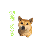 柴犬ゆずの毎日使えるスタンプ（個別スタンプ：9）