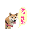 柴犬ゆずの毎日使えるスタンプ（個別スタンプ：10）