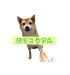 柴犬ゆずの毎日使えるスタンプ（個別スタンプ：11）