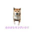 柴犬ゆずの毎日使えるスタンプ（個別スタンプ：13）
