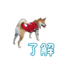 柴犬ゆずの毎日使えるスタンプ（個別スタンプ：15）