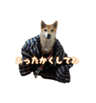 柴犬ゆずの毎日使えるスタンプ（個別スタンプ：16）