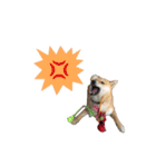 柴犬ゆずの毎日使えるスタンプ（個別スタンプ：17）