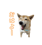 柴犬ゆずの毎日使えるスタンプ（個別スタンプ：18）