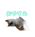 柴犬ゆずの毎日使えるスタンプ（個別スタンプ：19）