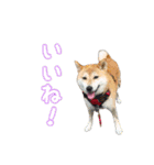 柴犬ゆずの毎日使えるスタンプ（個別スタンプ：20）