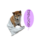 柴犬ゆずの毎日使えるスタンプ（個別スタンプ：21）