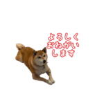 柴犬ゆずの毎日使えるスタンプ②（個別スタンプ：2）