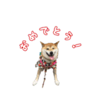 柴犬ゆずの毎日使えるスタンプ②（個別スタンプ：3）