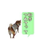 柴犬ゆずの毎日使えるスタンプ②（個別スタンプ：4）