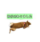 柴犬ゆずの毎日使えるスタンプ②（個別スタンプ：5）