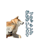 柴犬ゆずの毎日使えるスタンプ②（個別スタンプ：6）