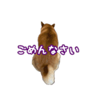 柴犬ゆずの毎日使えるスタンプ②（個別スタンプ：7）