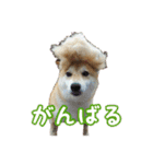 柴犬ゆずの毎日使えるスタンプ②（個別スタンプ：9）