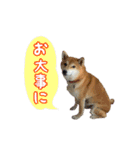 柴犬ゆずの毎日使えるスタンプ②（個別スタンプ：11）