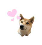 柴犬ゆずの毎日使えるスタンプ②（個別スタンプ：12）