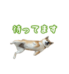 柴犬ゆずの毎日使えるスタンプ②（個別スタンプ：13）