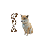 柴犬ゆずの毎日使えるスタンプ②（個別スタンプ：14）