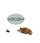 柴犬ゆずの毎日使えるスタンプ②（個別スタンプ：16）