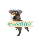 柴犬ゆずの毎日使えるスタンプ②（個別スタンプ：18）