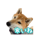 柴犬ゆずの毎日使えるスタンプ②（個別スタンプ：20）