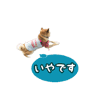 柴犬ゆずの毎日使えるスタンプ②（個別スタンプ：23）