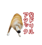 柴犬ゆずの毎日使えるスタンプ②（個別スタンプ：24）