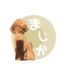 いっぬのSTAMP（個別スタンプ：8）