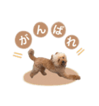 いっぬのSTAMP（個別スタンプ：9）