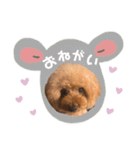 いっぬのSTAMP（個別スタンプ：12）