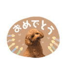 いっぬのSTAMP（個別スタンプ：13）