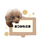 いっぬのSTAMP（個別スタンプ：23）