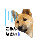 柴犬の銀次①（個別スタンプ：1）