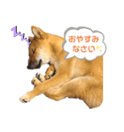 柴犬の銀次①（個別スタンプ：2）