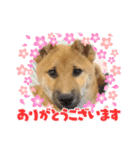柴犬の銀次①（個別スタンプ：3）