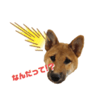 柴犬の銀次①（個別スタンプ：4）